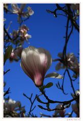 Einzelne Magnolienblüte