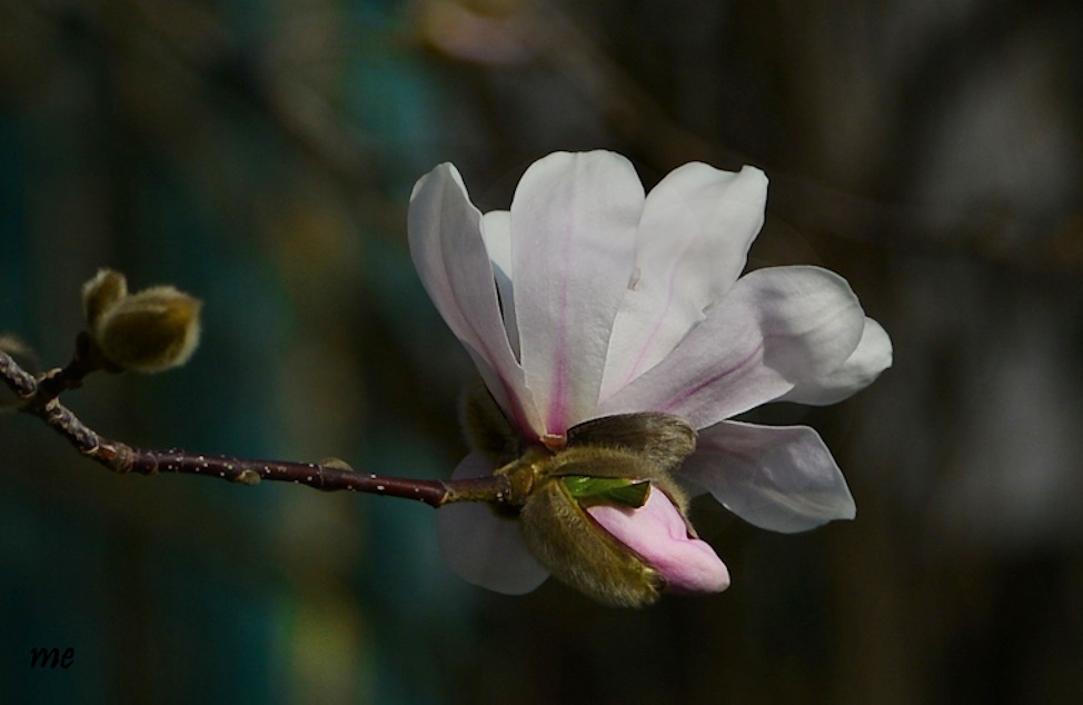 Einzelne Magnolienblüten haben sich schon getraut