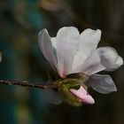 Einzelne Magnolienblüten haben sich schon getraut