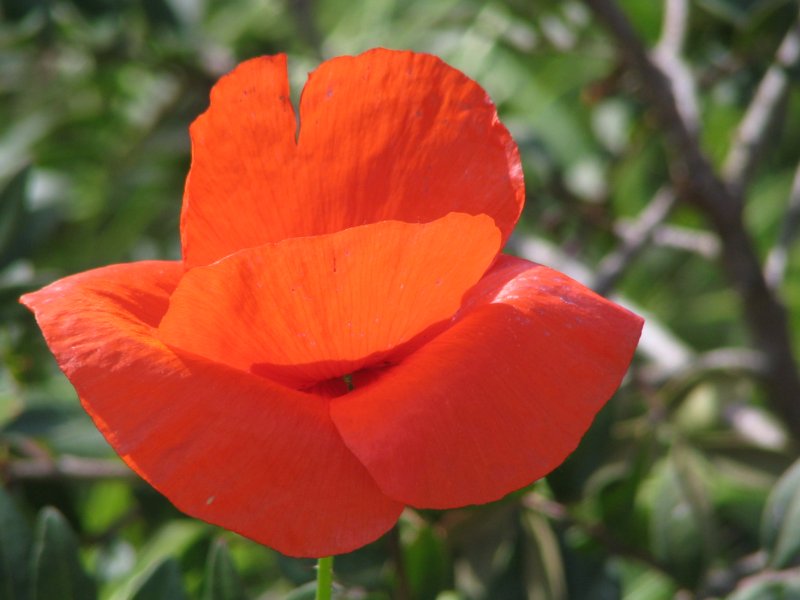 einzelne Mohnblume