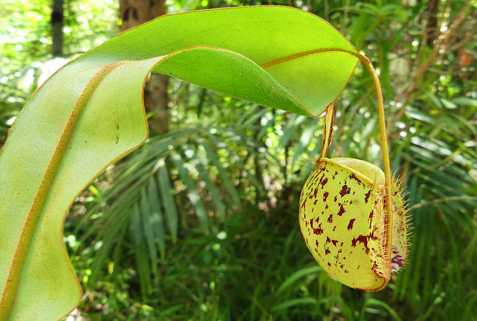 Einzelne Nepenthes