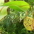 Einzelne Nepenthes