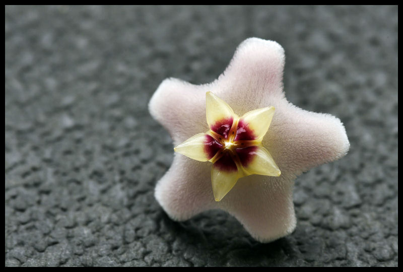 einzelne Porcelanblumenblüte