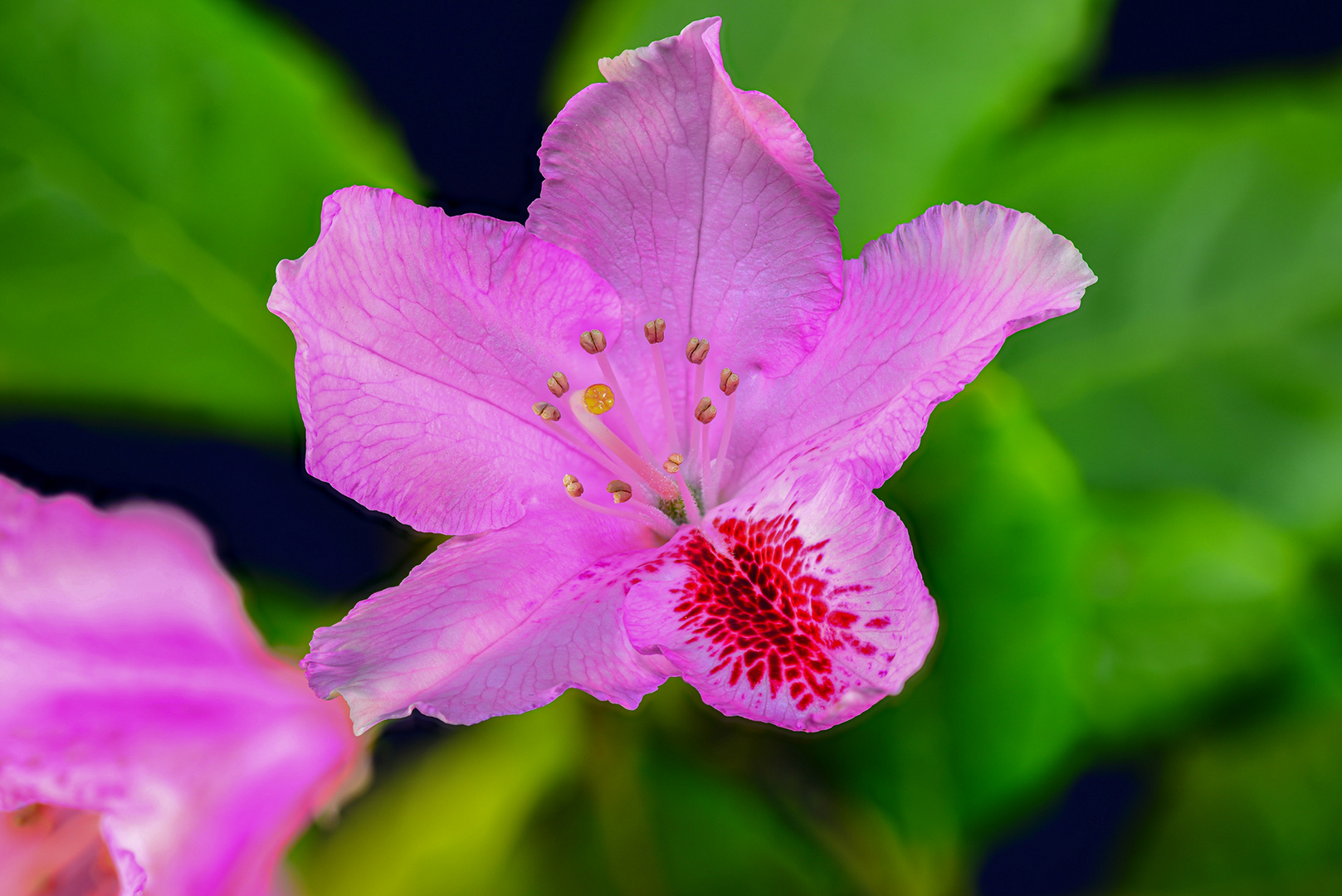 einzelne Rhododendronblüte