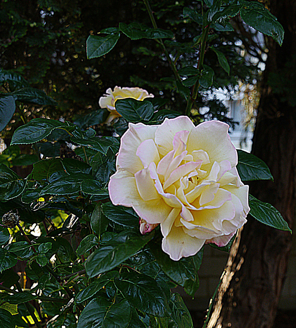 Einzelne Rose unter den Tannen.