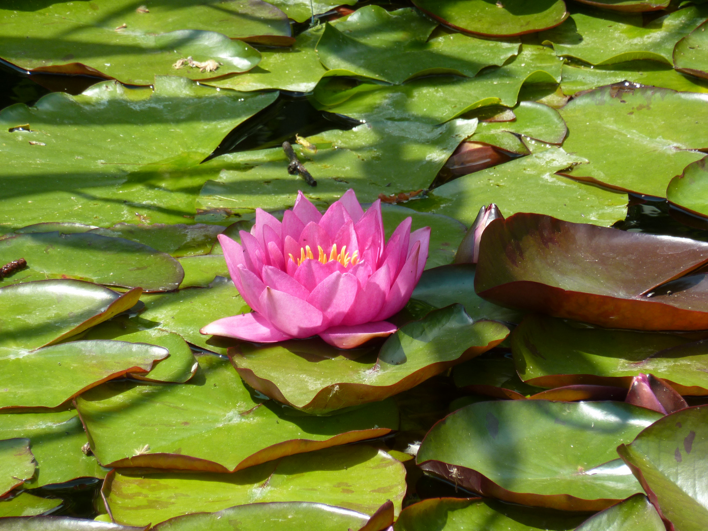 einzelne Seerose - 15.06.2014 - botanischer Garten Köln