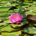 einzelne Seerose - 15.06.2014 - botanischer Garten Köln