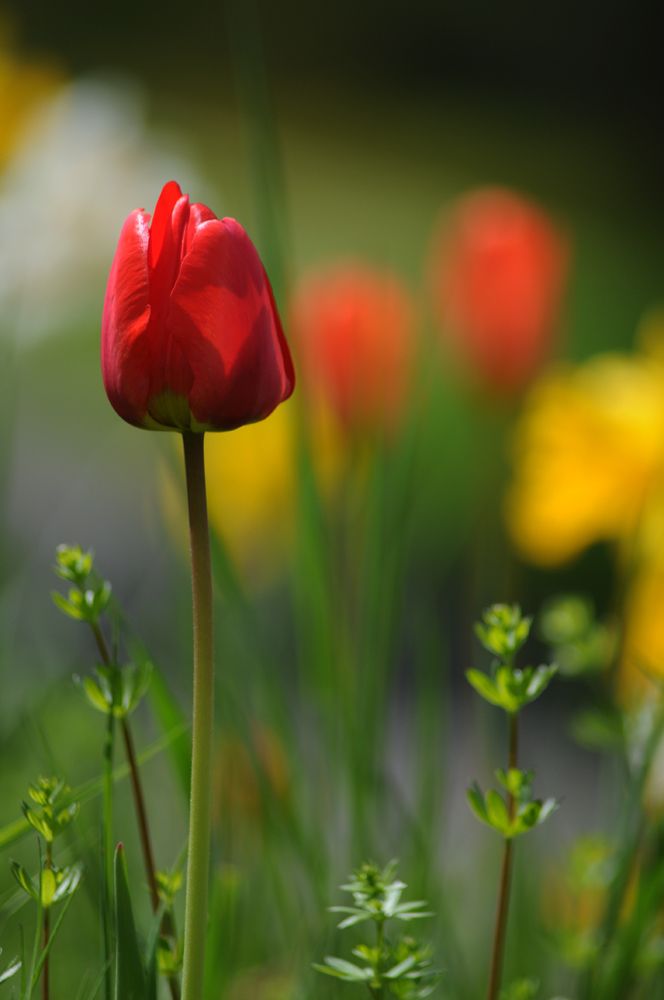 einzelne Tulpe