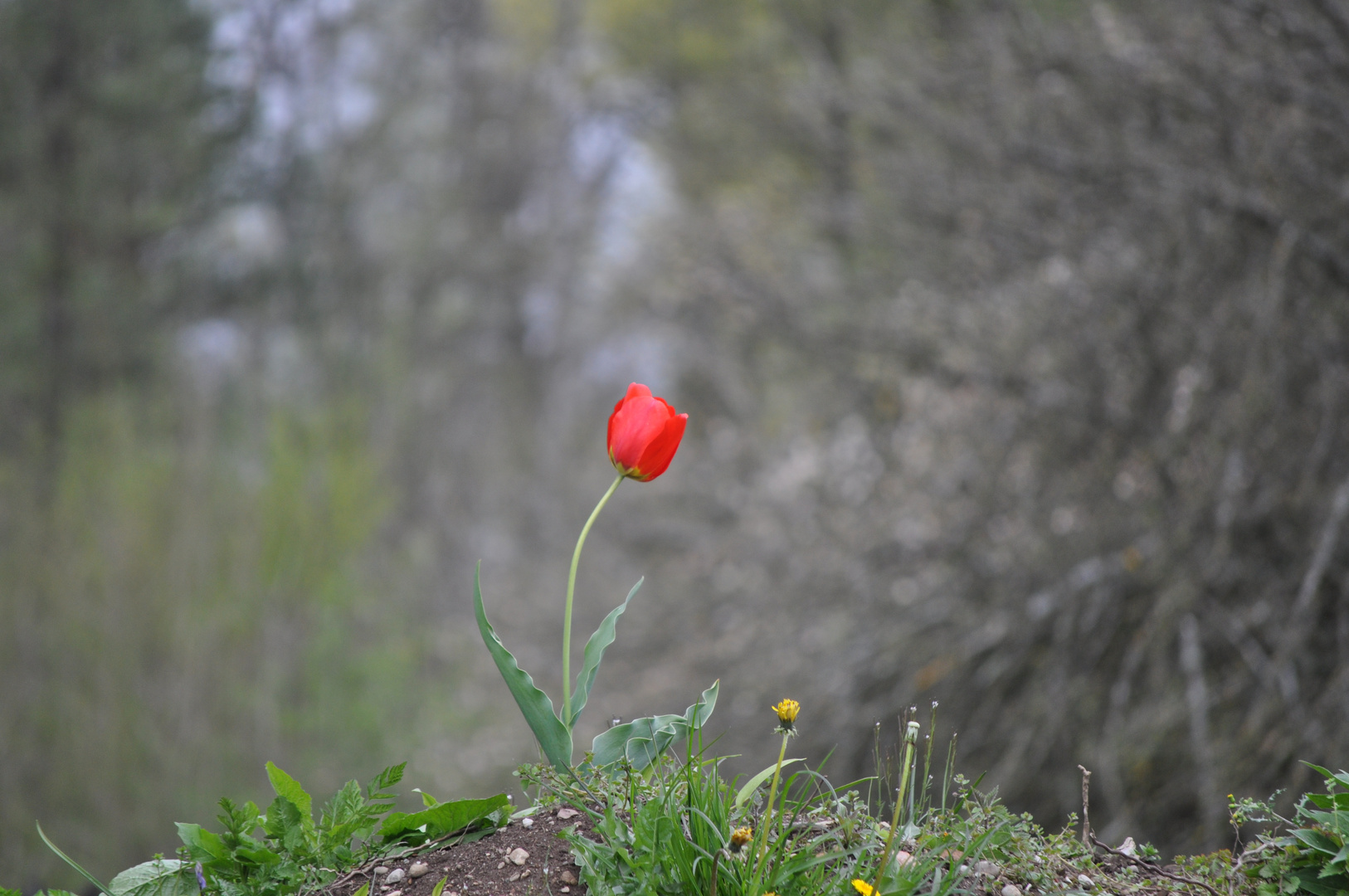 Einzelne Tulpe