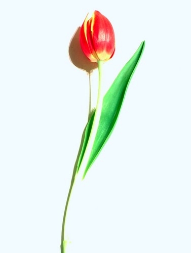 einzelne Tulpe