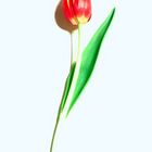 einzelne Tulpe
