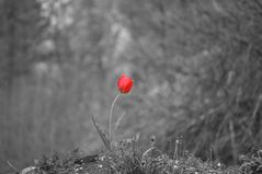Einzelne Tulpe CK