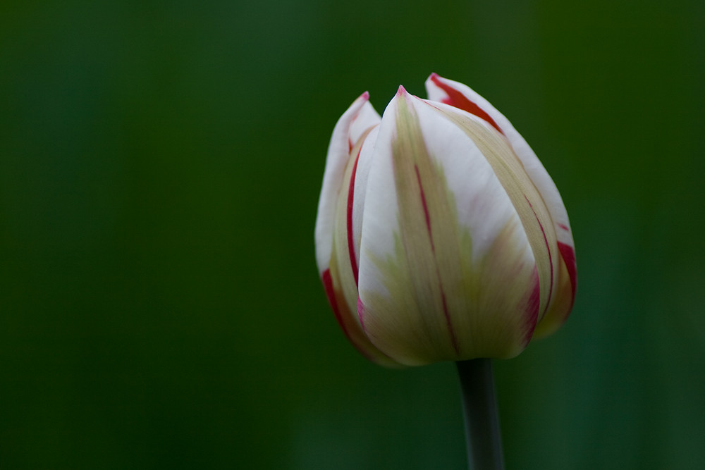 Einzelne Tulpe