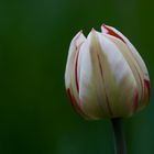 Einzelne Tulpe