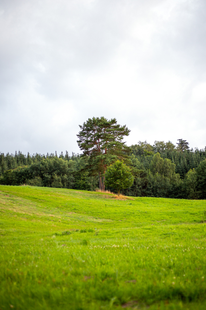 Einzelner Baum