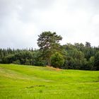 Einzelner Baum