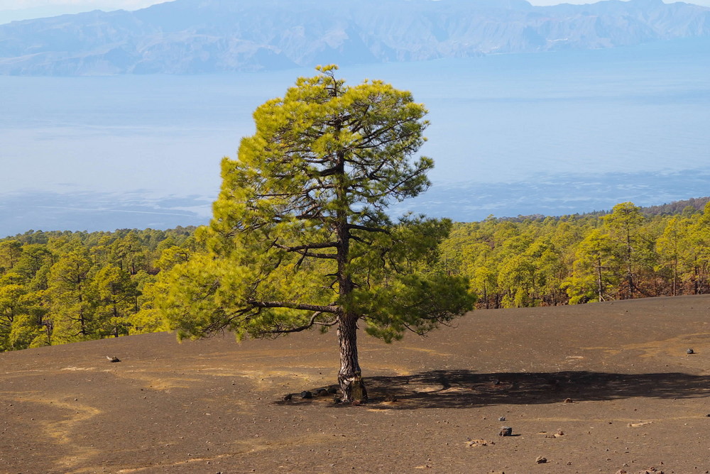 einzelner Baum