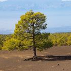 einzelner Baum