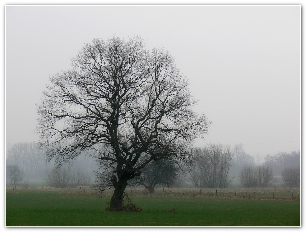 Einzelner Baum