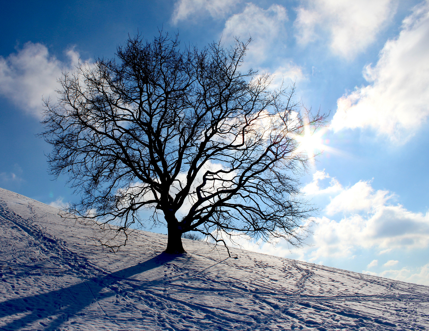 einzelner Baum