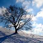 einzelner Baum