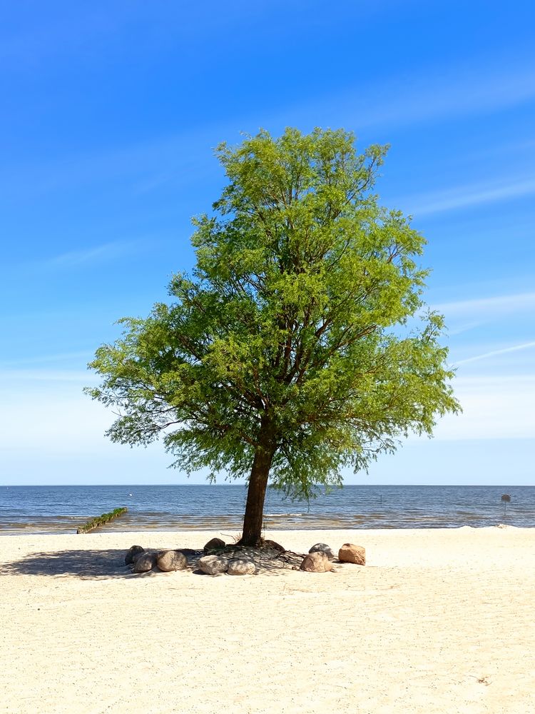 Einzelner Baum auf dem Ueckermünder Strand