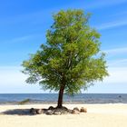 Einzelner Baum auf dem Ueckermünder Strand