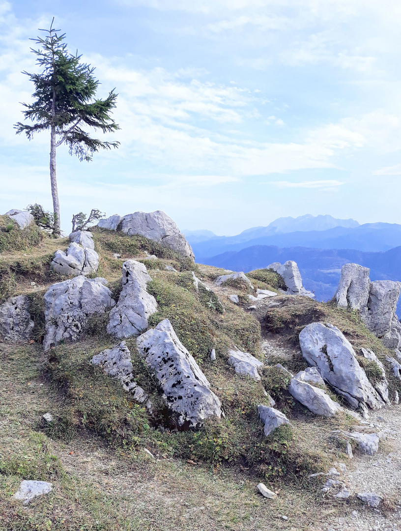 Einzelner Baum 