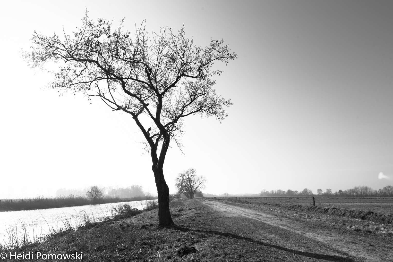 einzelner Baum