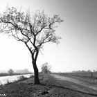 einzelner Baum