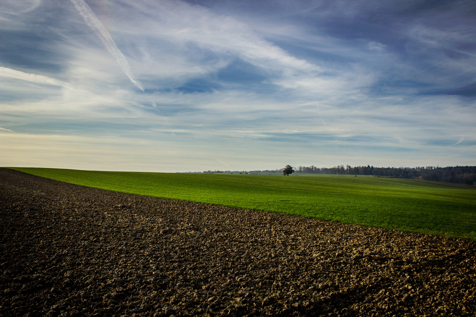 Einzelner Baum