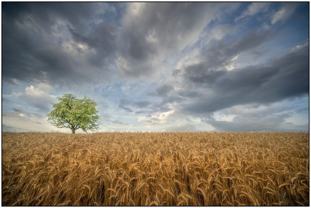 einzelner baum im feld