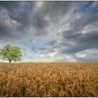 einzelner baum im feld