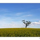 Einzelner Baum im Rapsfeld