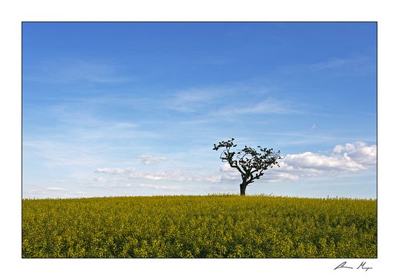 Einzelner Baum im Rapsfeld