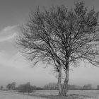 einzelner Baum in der Hammeniederung