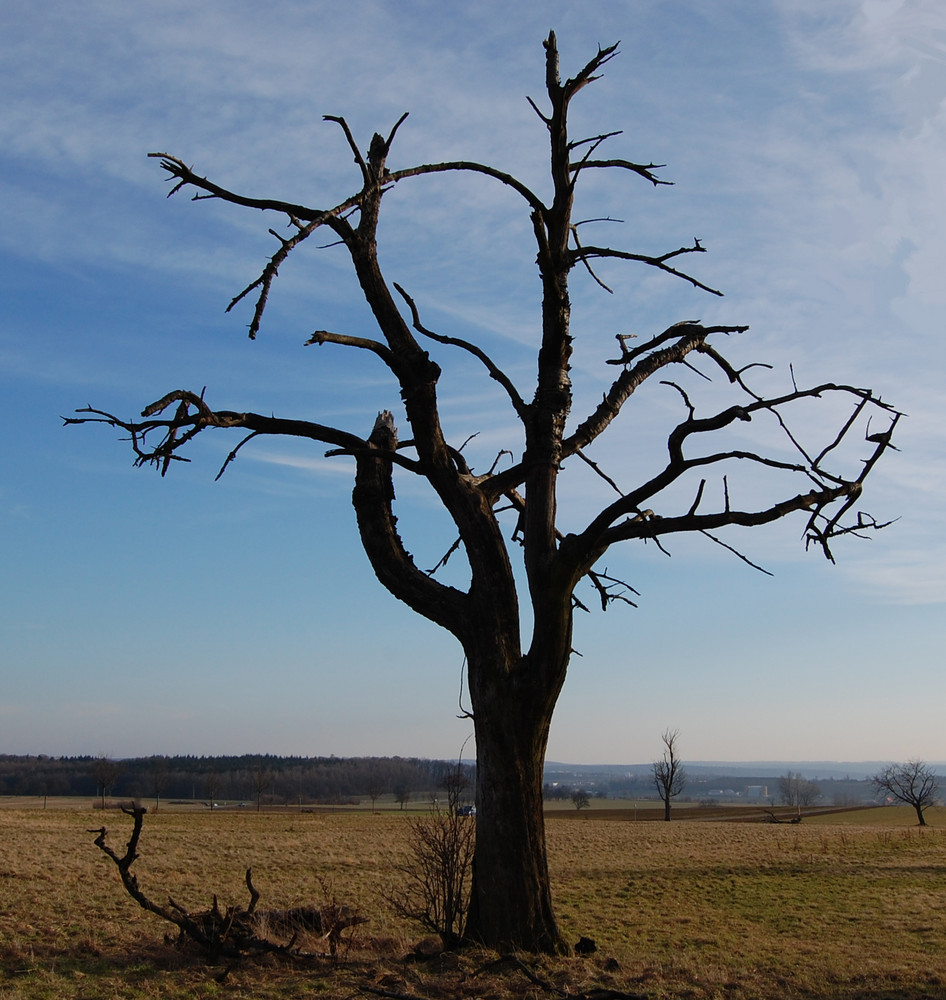 einzelner Baum in derNähe vom "Eisinger Loch"