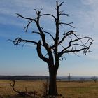 einzelner Baum in derNähe vom "Eisinger Loch"