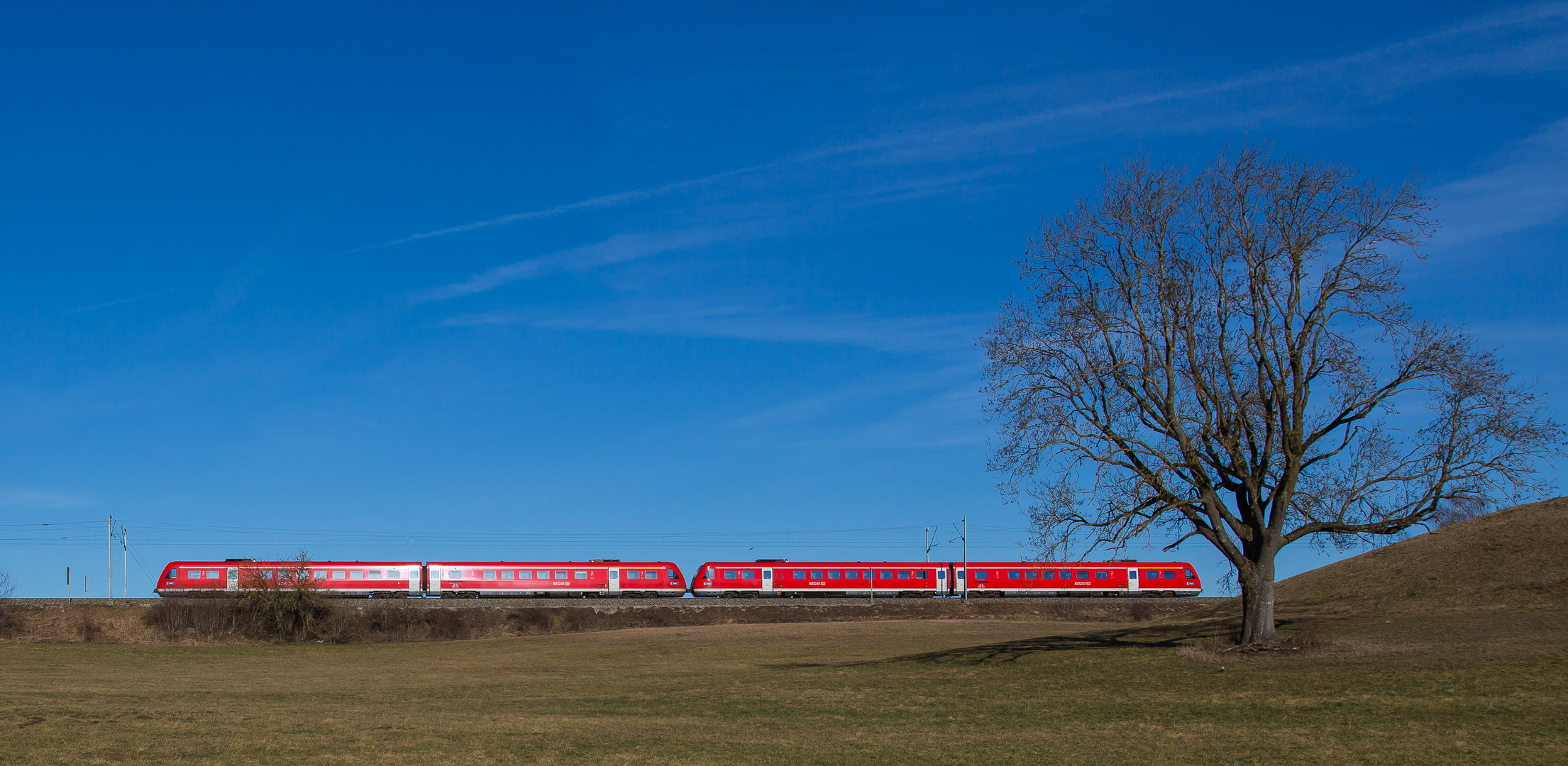 Einzelner Baum mit 612-Doppel