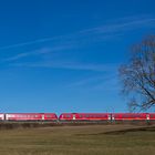 Einzelner Baum mit 612-Doppel