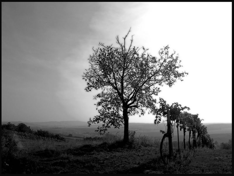 einzelner Baum neben Weingarten