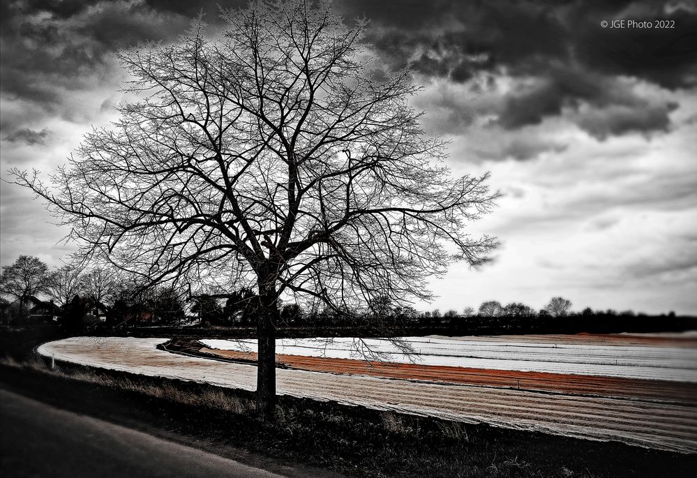 Einzelner Baum vor den Feldern vom Nonnenhof