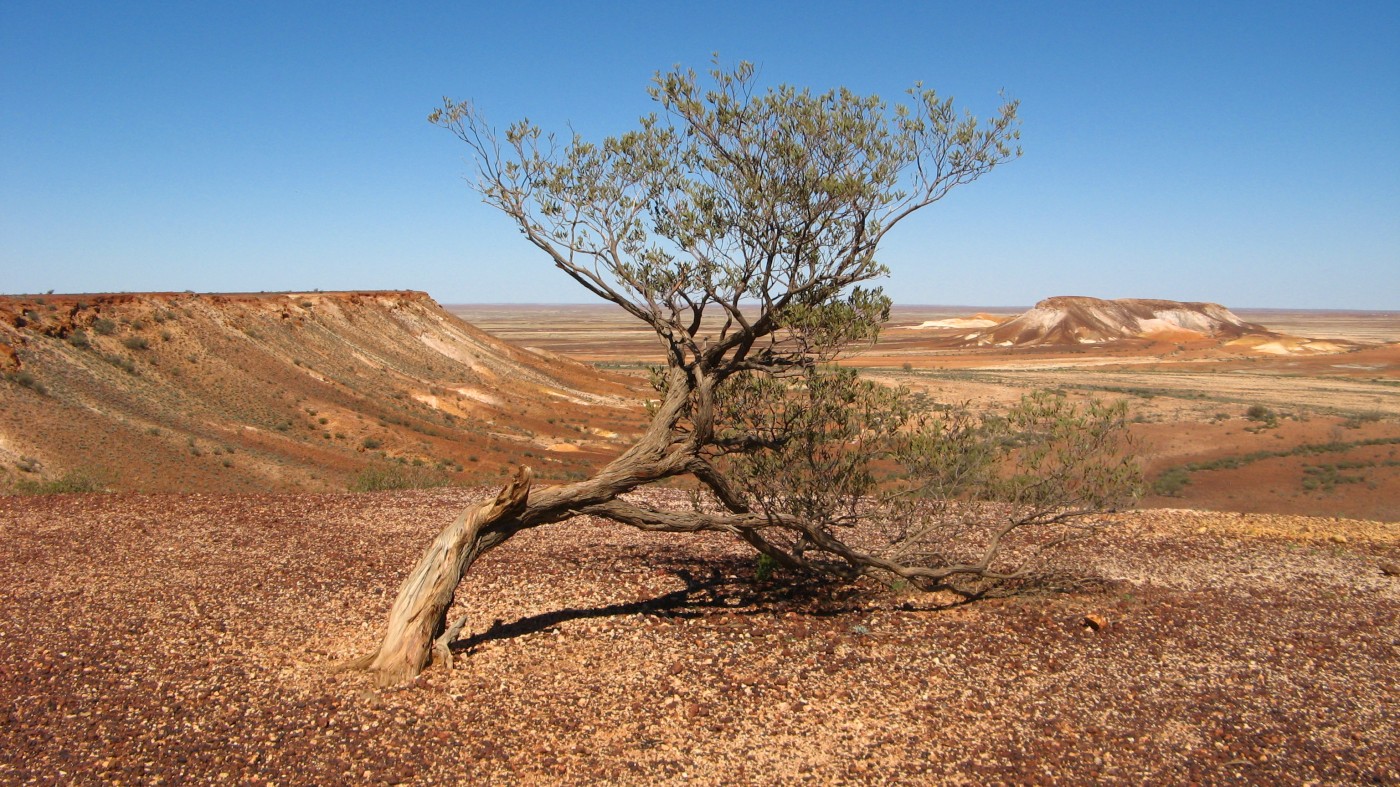 Einzelner Eucalyptus in Zentralaustralien