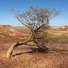 Einzelner Eucalyptus in Zentralaustralien