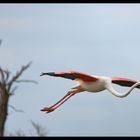 Einzelner fliegender Flamingo