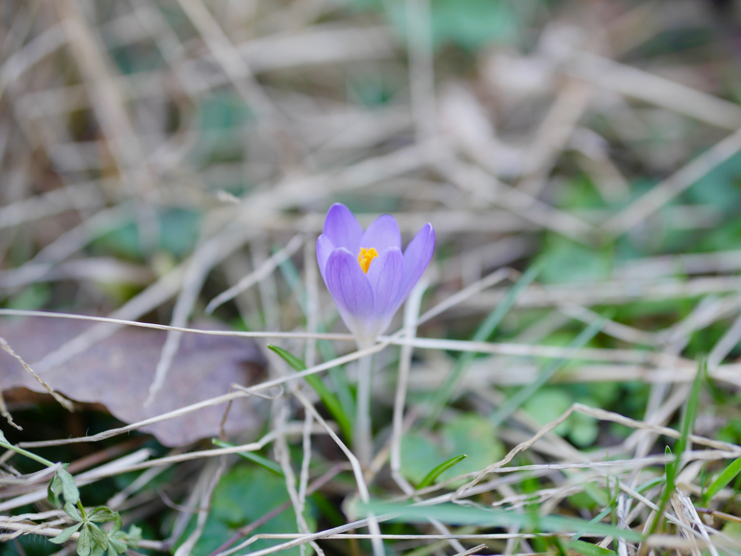 einzelner krokus