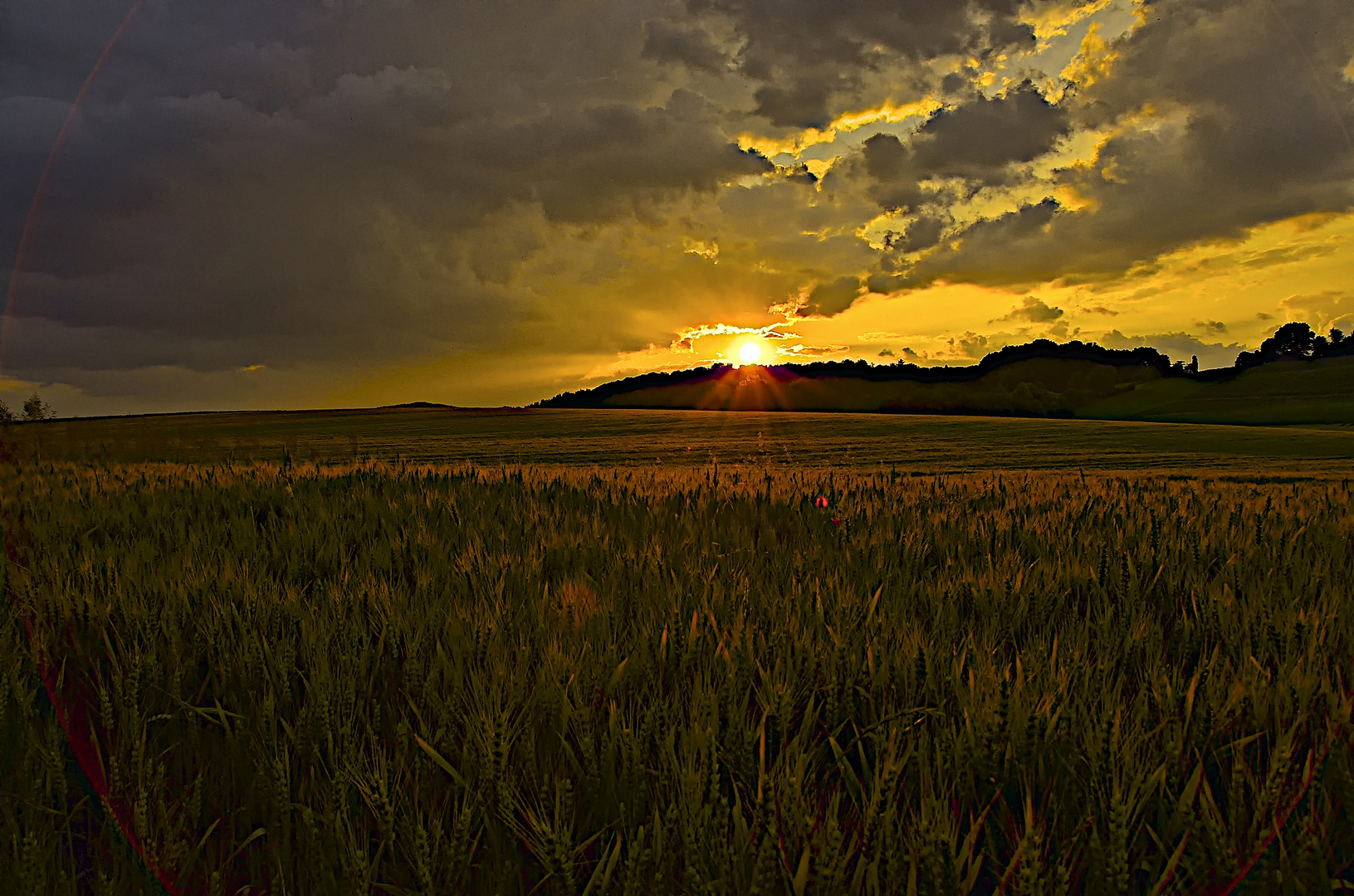 Einzelner Mohn im Sonnenuntergang