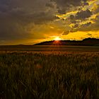 Einzelner Mohn im Sonnenuntergang