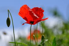 Einzelner roter Mohn