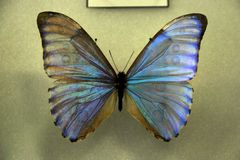 einzelner Schmetterling